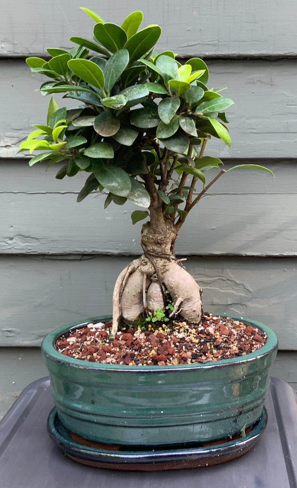 bonsai tree pots Ginseng Ficus Bonsai in 8" Glazed Ceramic Bonsai Pots & Matching Trays – Lucky Bonsai