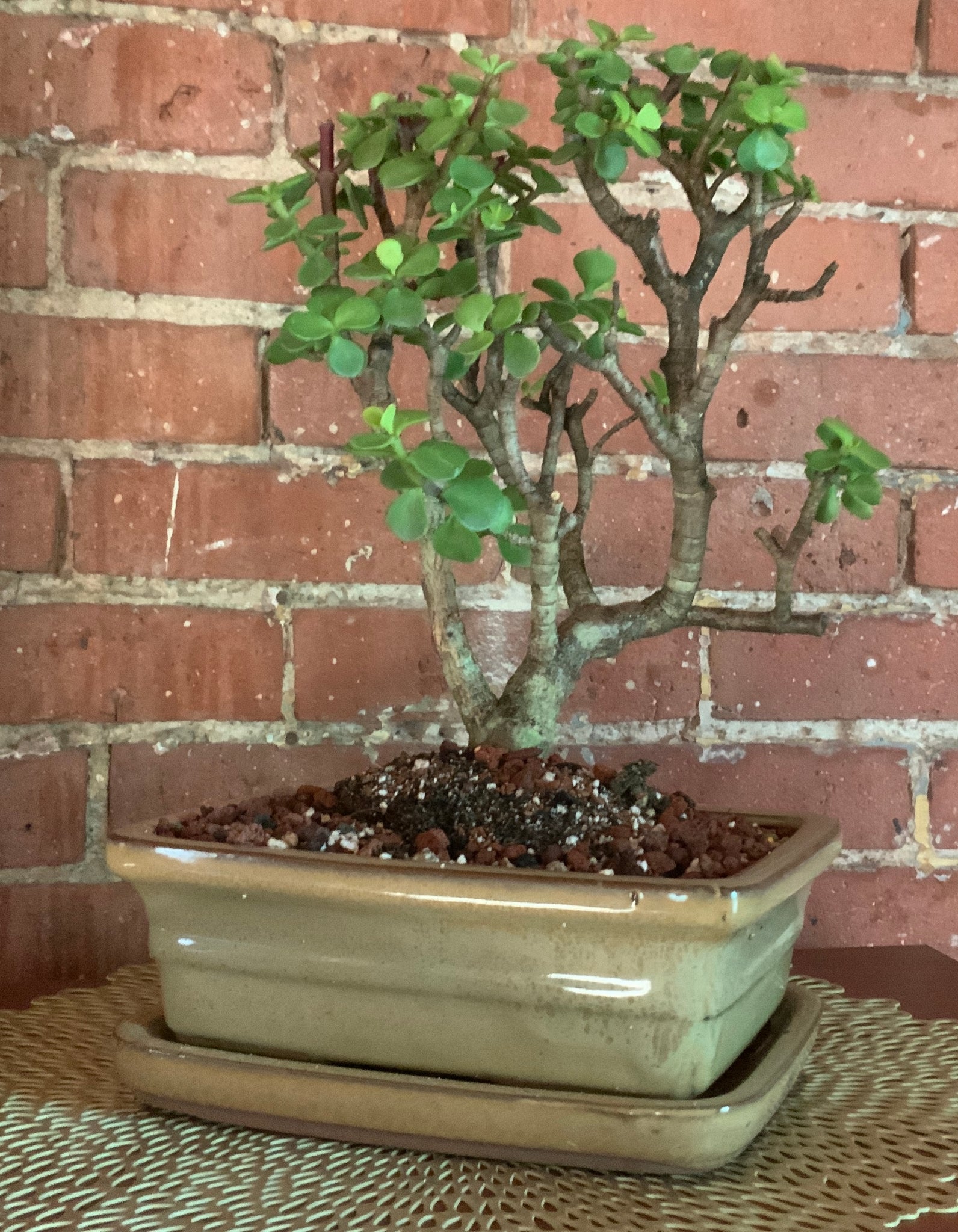 lucky bean bonsai tree Elephant Jade Bonsai in 8" Glazed Ceramic Bonsai Pots & Matching Trays – Lucky Bonsai