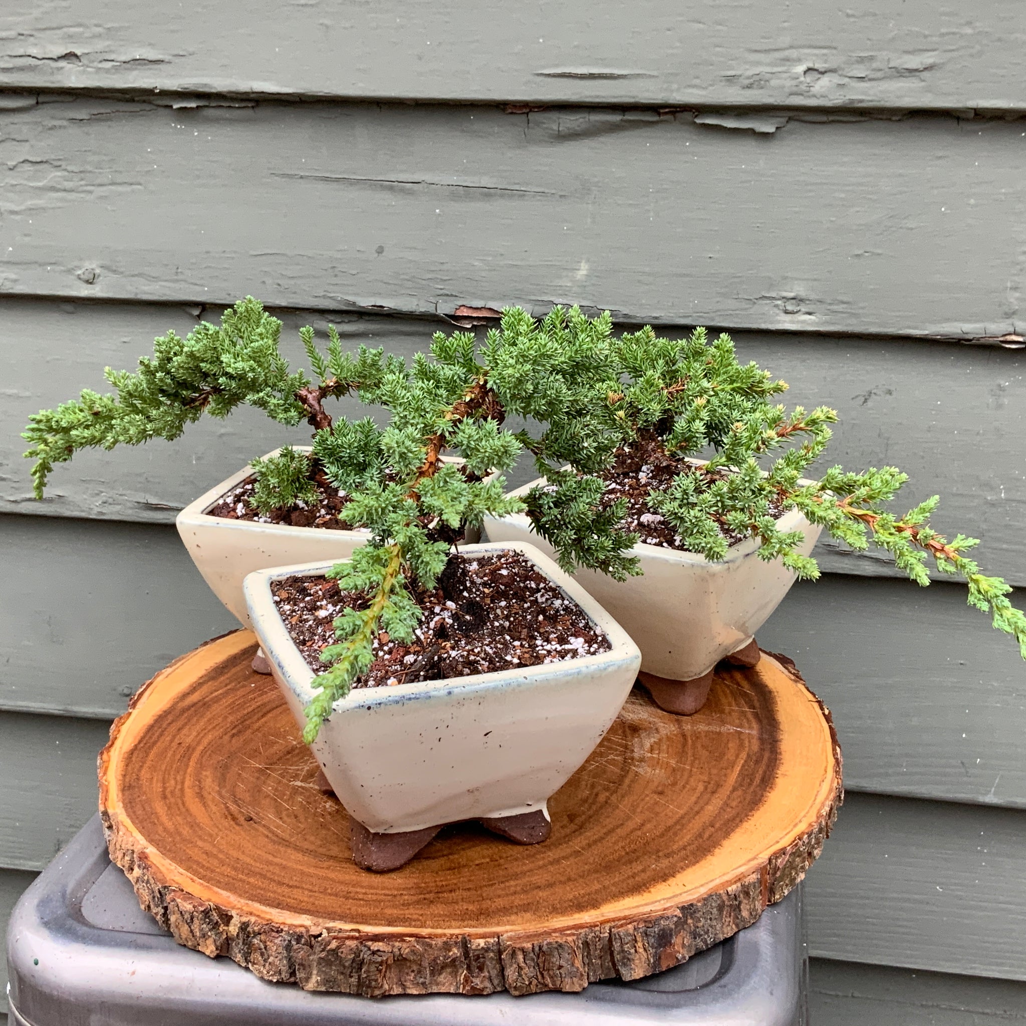 japanese succulent pots Juniper Bonsai in 5” Rounded Square Cream Glazed Ceramic Pot – Lucky Bonsai