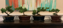 Load image into Gallery viewer, Juniper Procumbens Nana Bonsai in 6&quot; Glazed Ceramic Bonsai Pots &amp; Matching Trays ~ Quince Shaped
