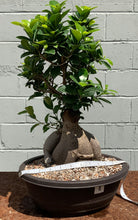 Load image into Gallery viewer, Large Ginseng Ficus in plastic bonsai pot
