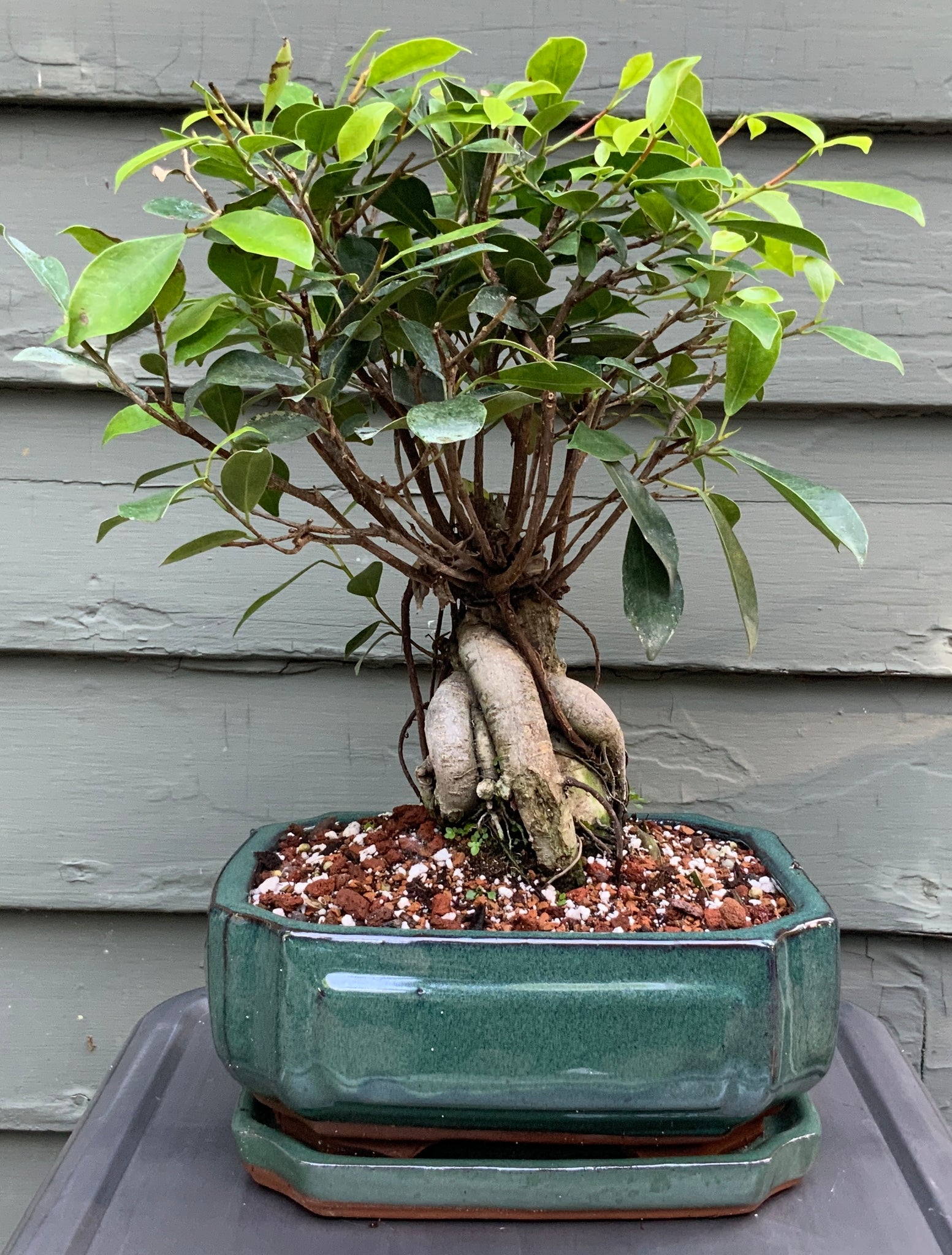ginseng ficus bonsai tree pruning Ginseng Ficus Bonsai in 8" Glazed Ceramic Bonsai Pots & Matching Trays – Lucky Bonsai