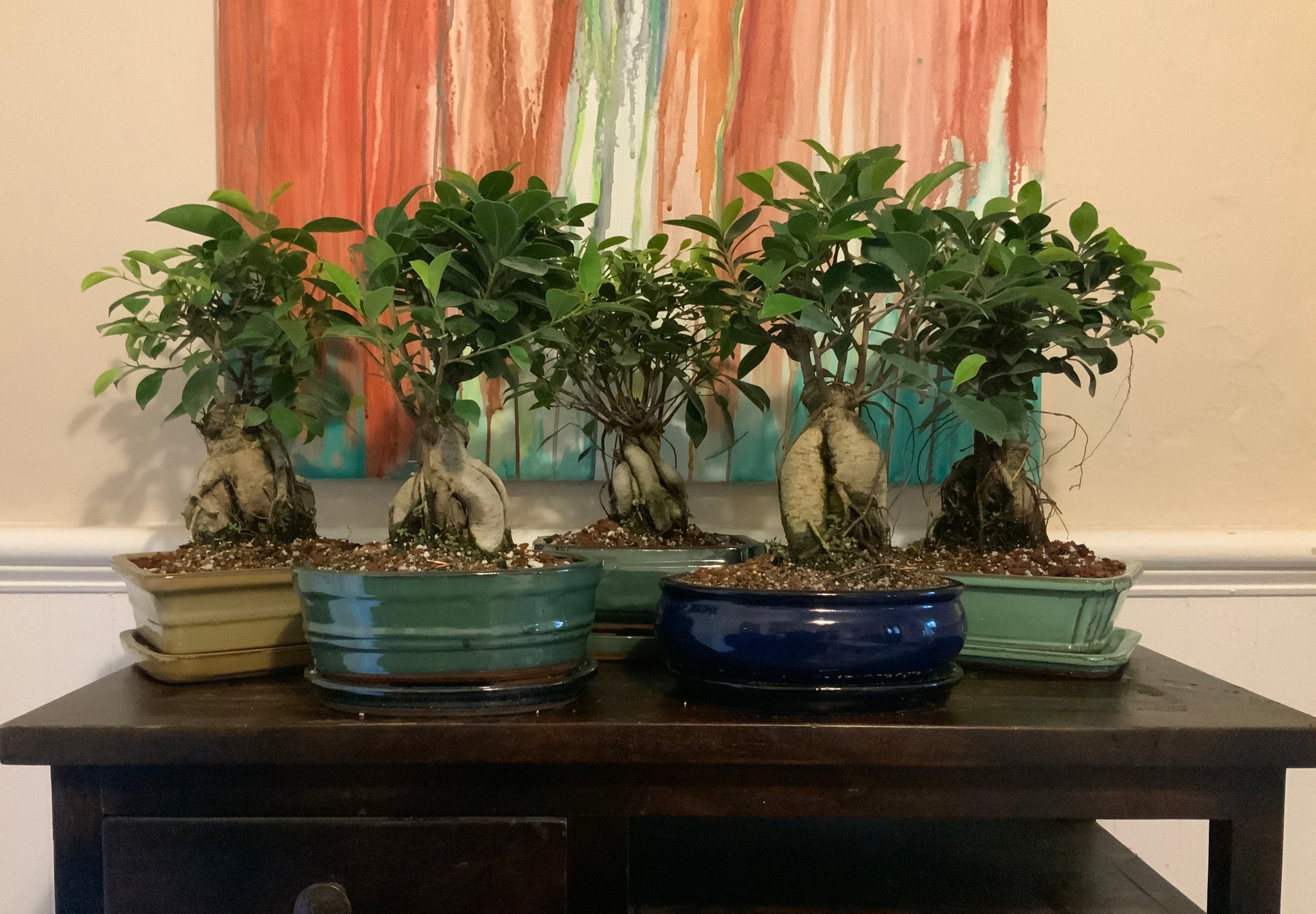 bonsai tree pots and trays Ginseng Ficus Bonsai in 8" Glazed Ceramic Bonsai Pots & Matching Trays – Lucky Bonsai