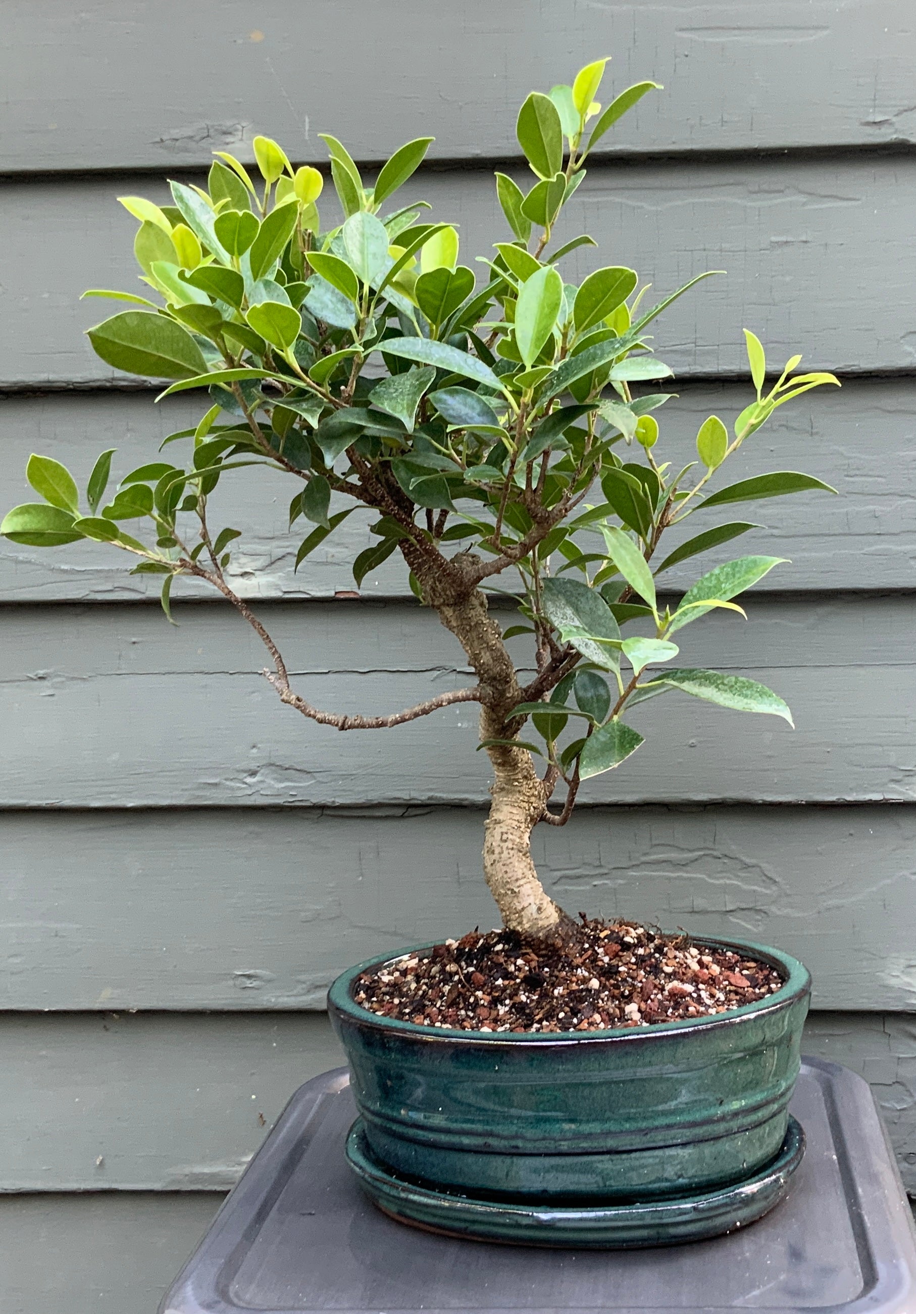 Tiger Bark Ficus (ficus microcarpa) Bonsai in 8