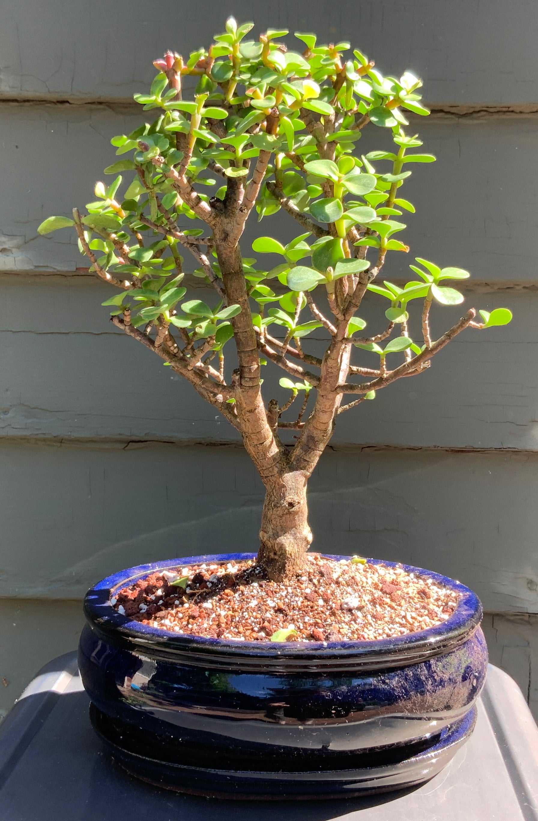 lucky bonsai tree Elephant Jade Bonsai in 8" Glazed Ceramic Bonsai Pots & Matching Trays