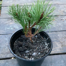 Load image into Gallery viewer, Pumilio Mugo Pine 4-6&quot; in Pot
