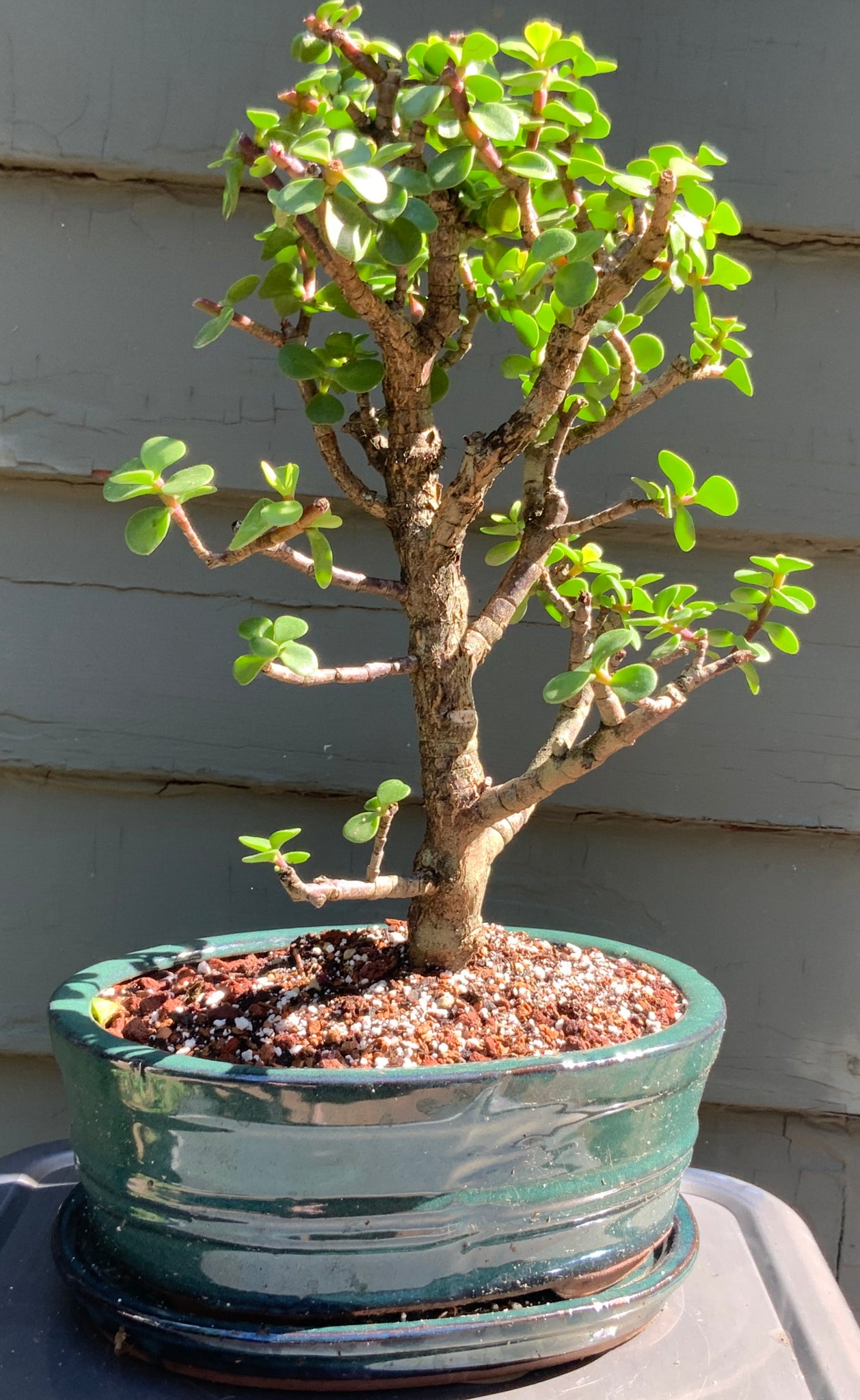 elephant bonsai tree Elephant Jade Bonsai in 8" Glazed Ceramic Bonsai Pots & Matching Trays – Lucky Bonsai
