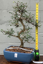 Load image into Gallery viewer, Chinese Elm Bonsai in Glazed Ceramic Bonsai Pot
