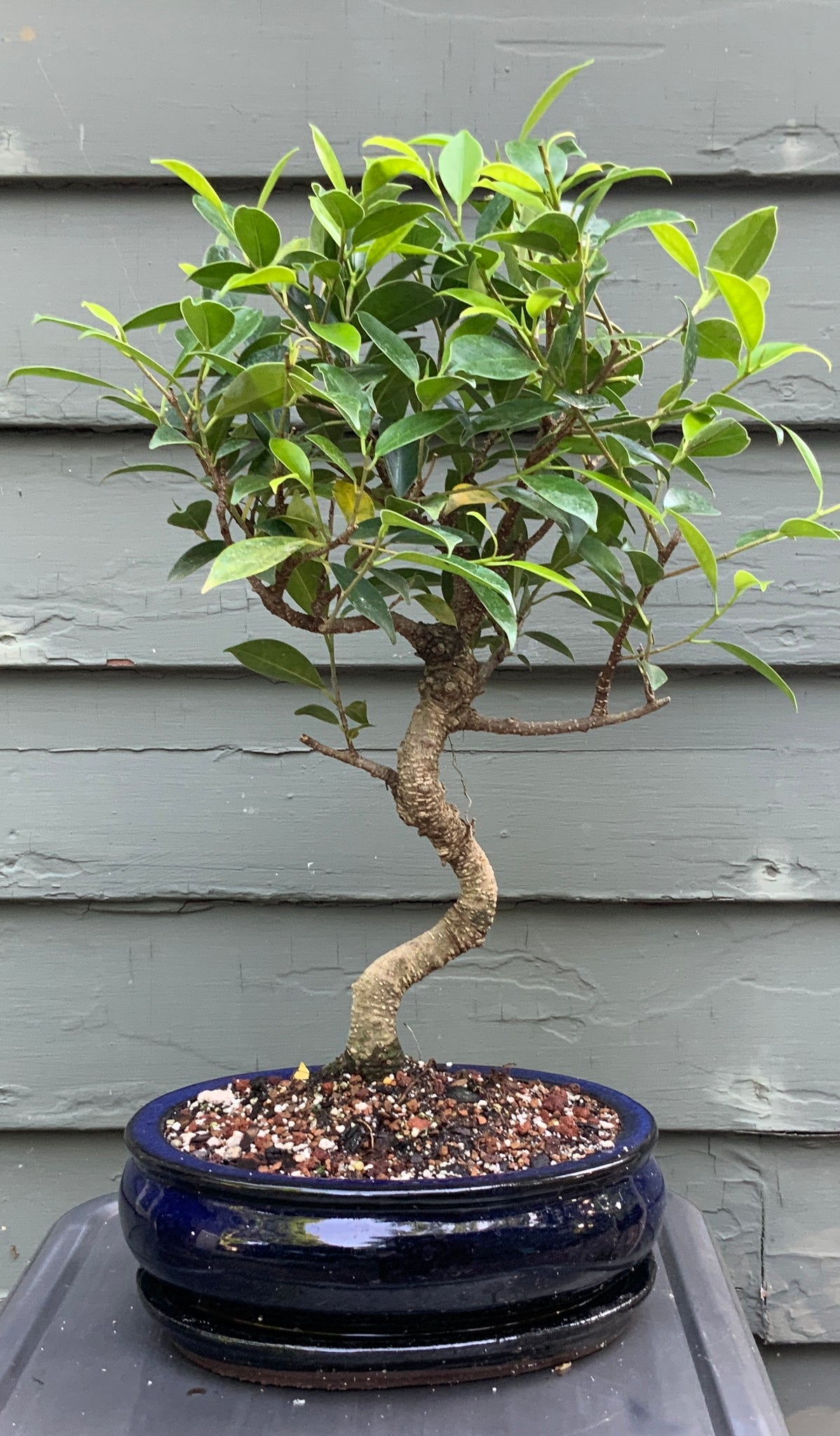 ceramic bonsai tree Tiger Bark Ficus (ficus microcarpa) Bonsai in 8" Glazed Ceramic Bonsai – Lucky Bonsai