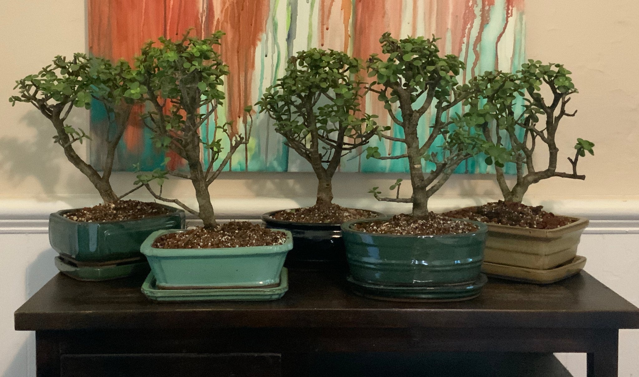 jade plant bonsai