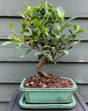 Load image into Gallery viewer, Tiger Bark Ficus (ficus microcarpa) Bonsai in 8&quot; Glazed Ceramic Bonsai Pots &amp; Matching Trays
