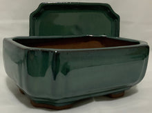 Load image into Gallery viewer, Tiger Bark Ficus (ficus microcarpa) Bonsai in 8&quot; Glazed Ceramic Bonsai Pots &amp; Matching Trays
