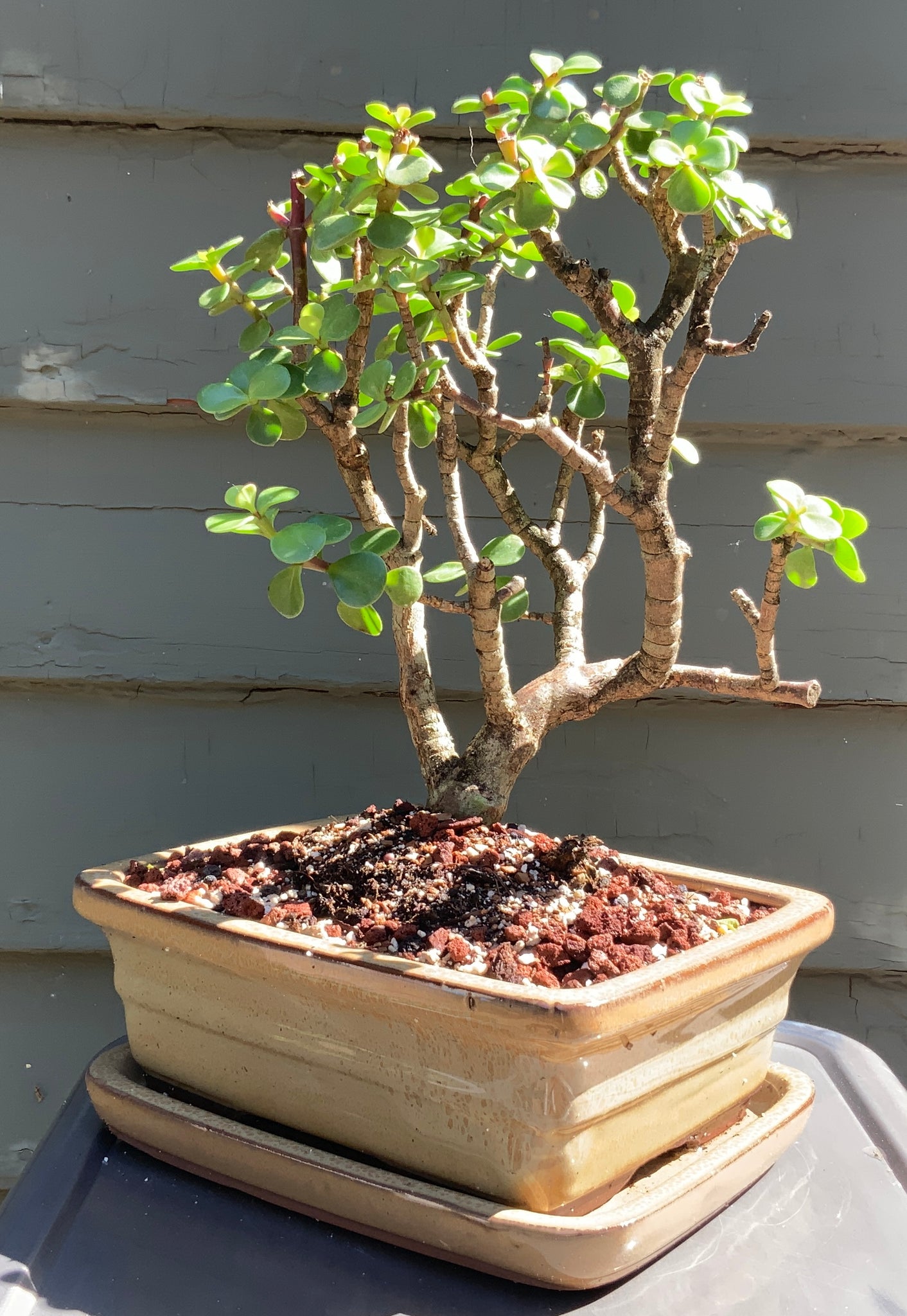 lucky bean bonsai tree Elephant Jade Bonsai in 8" Glazed Ceramic Bonsai Pots & Matching Trays – Lucky Bonsai