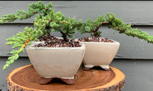 Load image into Gallery viewer, Juniper Bonsai in 5” Rounded Square Cream Glazed Ceramic Pot
