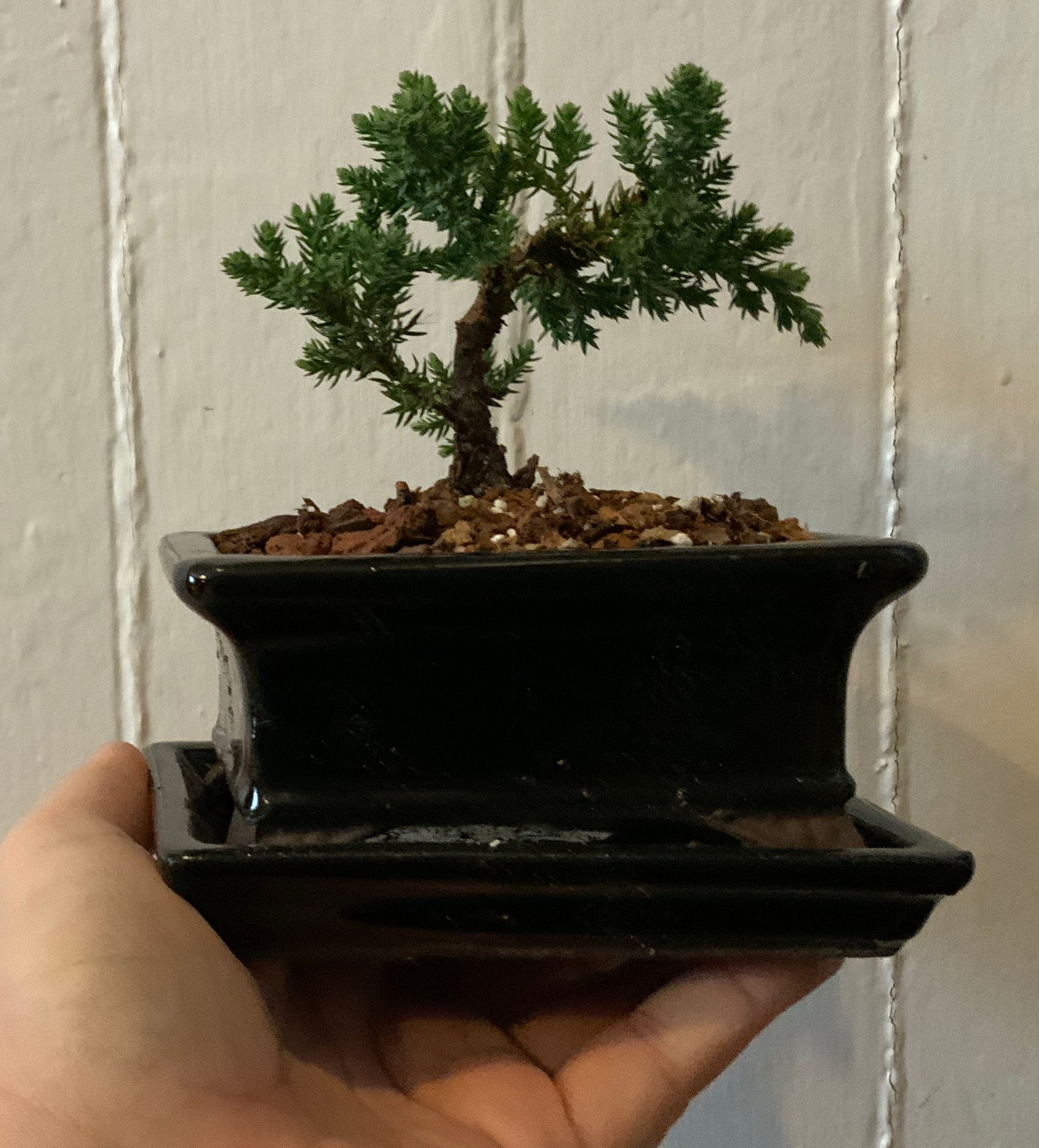 juniper procumbens bonsai tree Juniper Procumbens Nana in a 4.5" Glazed Ceramic Bonsai Pot & Matching – Lucky Bonsai