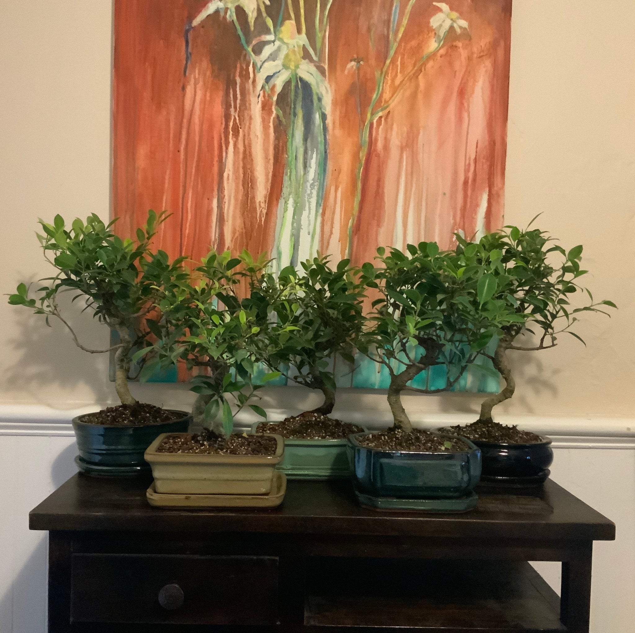 Tiger Bark Ficus (ficus microcarpa) Bonsai in 8