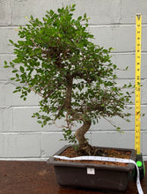 Load image into Gallery viewer, Chinese Elm Bonsai in Plastic Bonsai Pot
